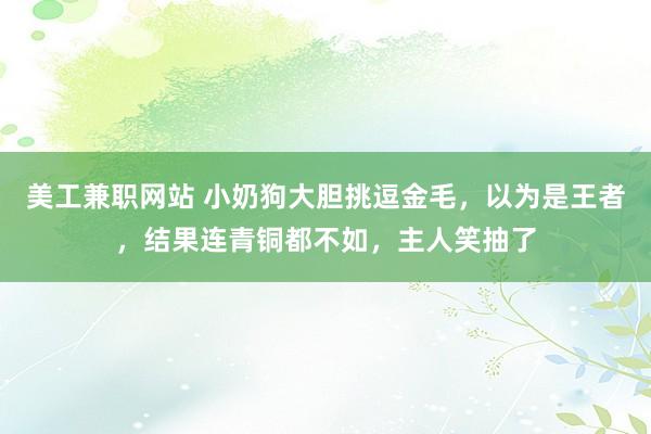 美工兼职网站 小奶狗大胆挑逗金毛，以为是王者，结果连青铜都不如，主人笑抽了